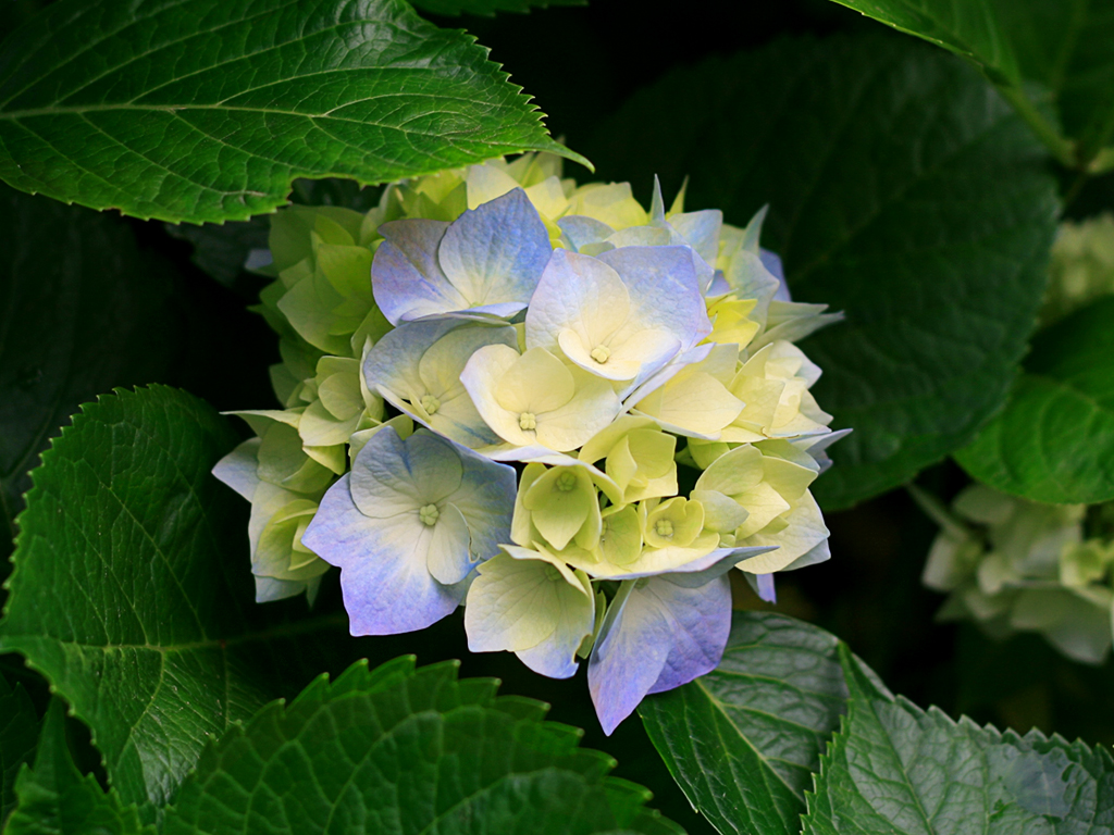 A pretty flower in my webpage